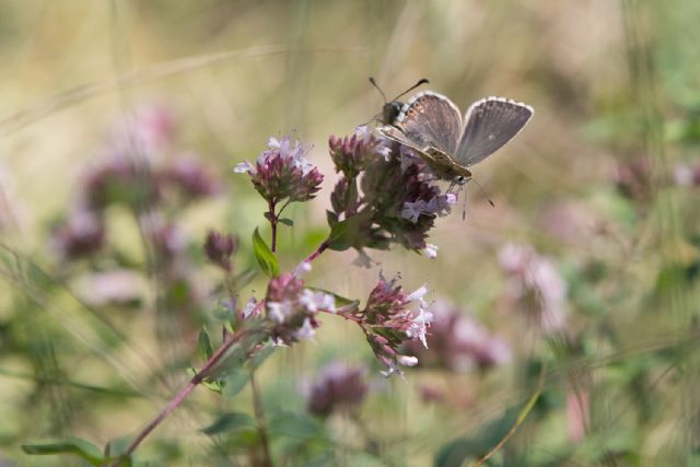 Aricia artaxerxes? maschio?